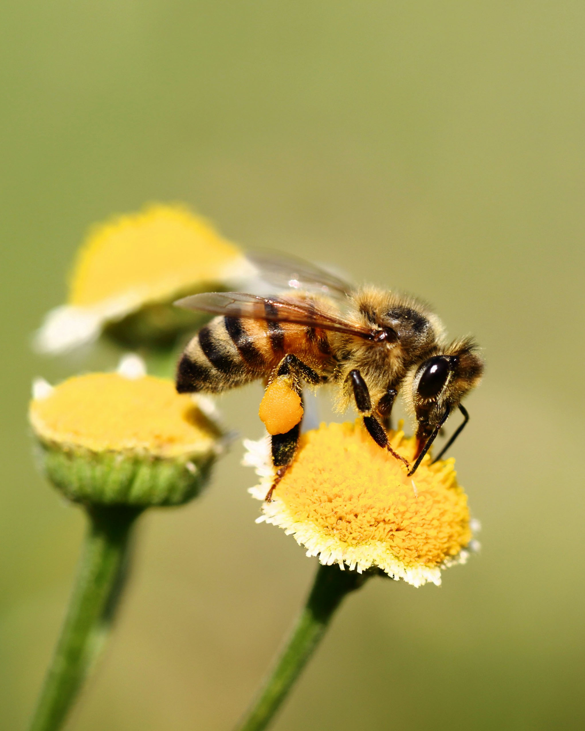 Bienenschutz