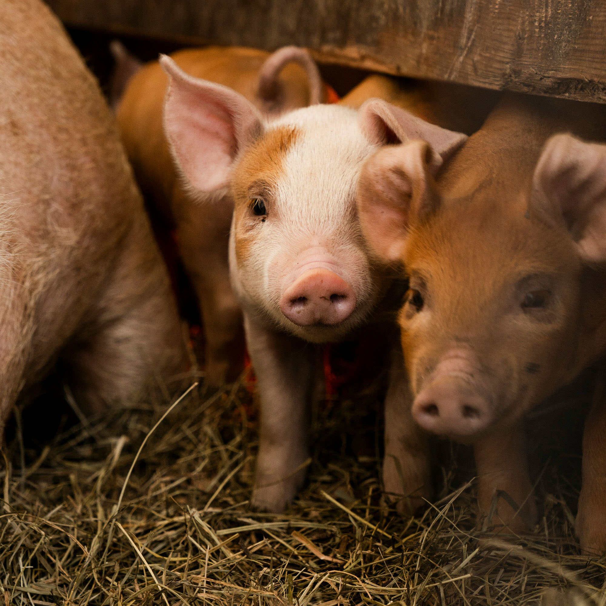 Ferkel im Stall mit Stroh